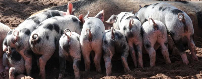 Newcastle uni pigs